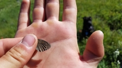 Coenonympha haydenii