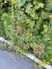 Ampelopsis humulifolia