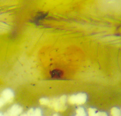 Theridion neomexicanum