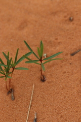 Phyllanthus warnockii