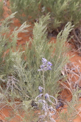 Sophora stenophylla