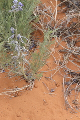 Sophora stenophylla