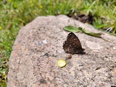 Paroeneis palaearcticus