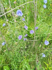 Cichorium intybus