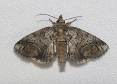Paectes pygmaea