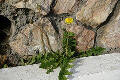 Taraxacum pseudomurbeckianum