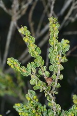 Acacia glandulicarpa