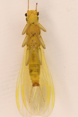 Alloperlini