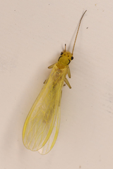 Alloperlini