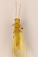 Alloperlini