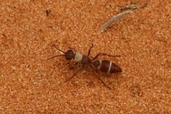 Typhoctes peculiaris