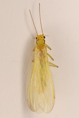 Alloperlini