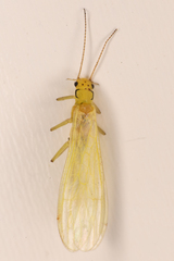 Alloperlini