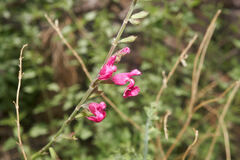 Salvia lemmonii