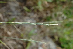 Elymus nodosus