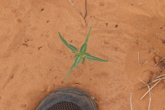 Dicoria canescens
