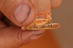 Trimerotropis barnumi