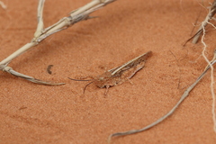 Trimerotropis barnumi