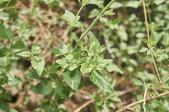 Salvia lemmonii