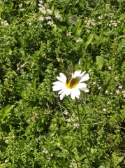 Melitaea menetriesi