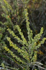Acacia glandulicarpa