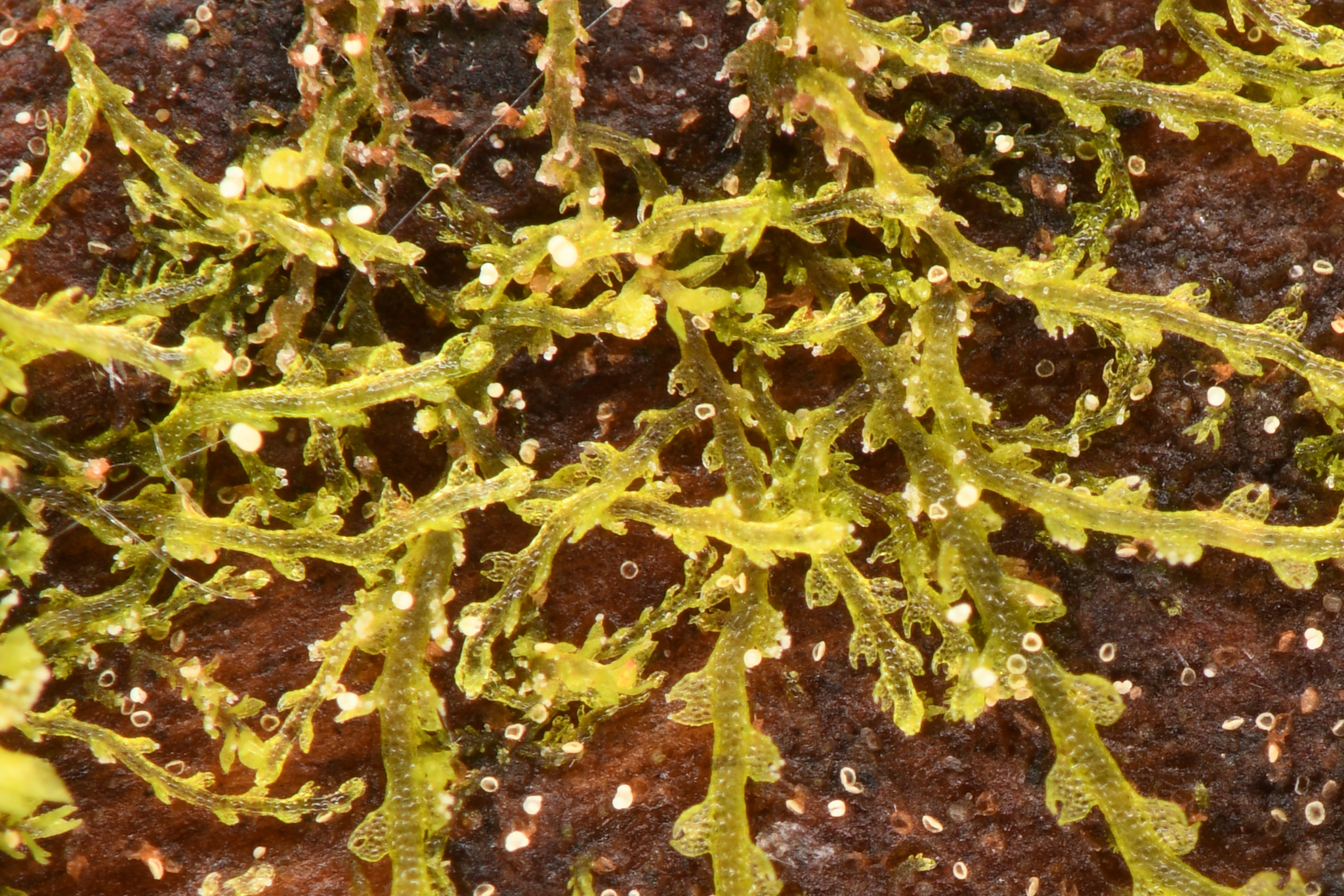 Fuscocephaloziopsis pleniceps