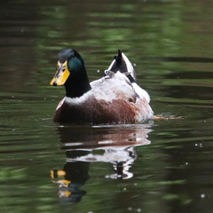 Anas platyrhynchos domesticus