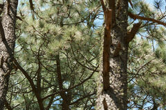 Pinus arizonica