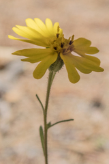 Madia citriodora