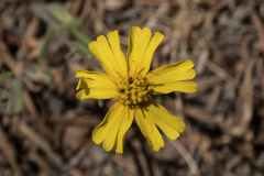 Madia citriodora