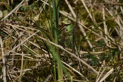 Anax imperator