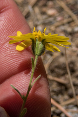 Madia citriodora