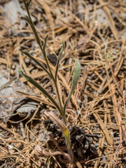 Madia citriodora