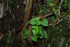 Valeriana flaccidissima