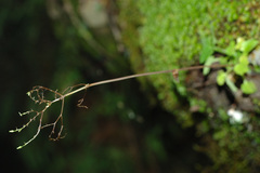 Valeriana flaccidissima