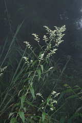 Artemisia anomala