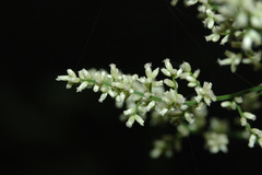Artemisia anomala