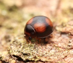 Sticholotidinae