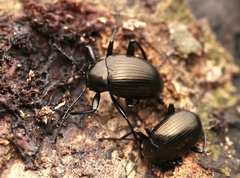 Amarygmus metallicus