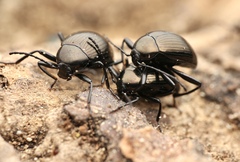 Amarygmus metallicus