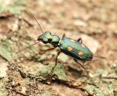 Pericalus