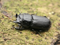 Nigidius cornutus