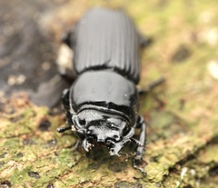 Nigidius cornutus