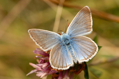 Polyommatus damon