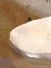 Calopteryx aequabilis