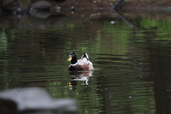 Anas platyrhynchos domesticus