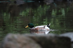 Anas platyrhynchos domesticus