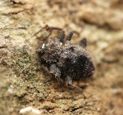 Hyberis araneiformis