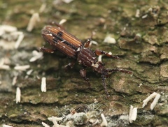 Higonius
