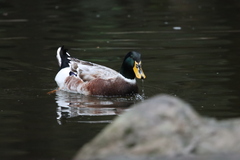 Anas platyrhynchos domesticus